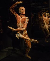 Go Inside: The Fascinating Realm of Body Worlds Times Square