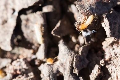 Tips for Preventing Termites