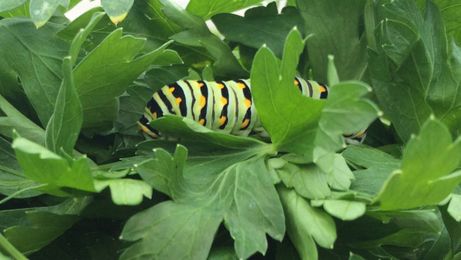 Where have the butterflies gone?