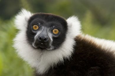 5 things you need to know about the bushmeat trade