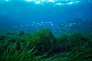 6 Things About Seagrass Every Diver Should Know