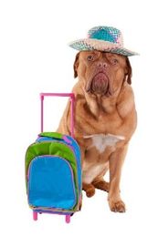 Dog Boarding: The Ultimate Checklist for Your Pets Vacation