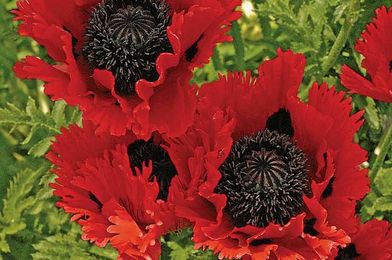 Plants that Attract Hummingbirds