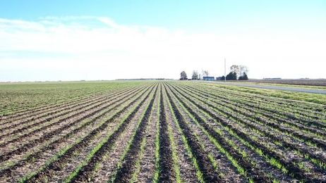 Cropping system changes may mean reduced nitrates