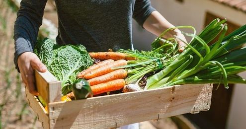 5 Tips for a First Time Gardener