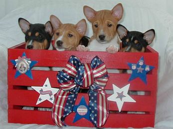 7 Things You Didn’t Know About the Basenji