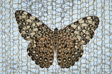 The Superpowers of Butterflies: Ultraviolet Communication