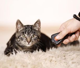 Clicker Training vs. Lure-Based Training for Cats