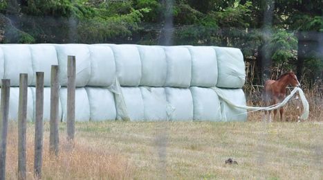 It's official: Horses prefer balage over hay