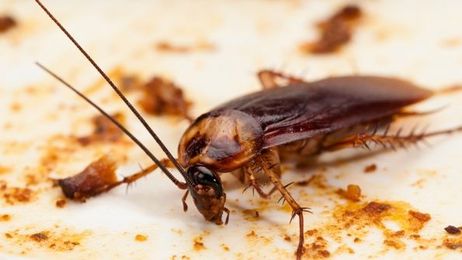 Keeping roaches out of your restaurant