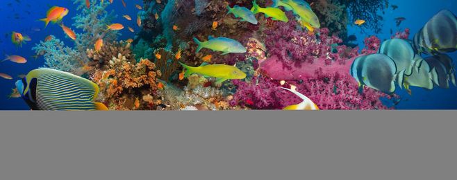 6 Ways You Can Help Protect Wild Animals and Wild Places