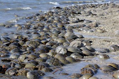 The Secret Lives of Horseshoe Crabs