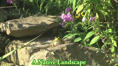 Edge of the Woods Nursery: Why Native Plants?
