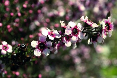 Health and medicinal food markets set to grow