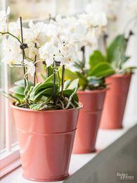 How to Water Orchids to Inspire Beautiful Blooms
