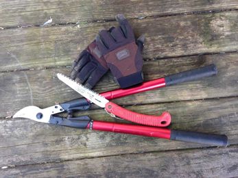 6 Tips for Summer Tree Care