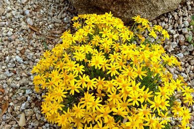 10 Southwest Native Ground Covers