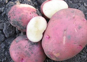 Yard and Garden: Properly Storing Garden Produce