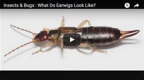 Do You Know What Earwigs Look Like?