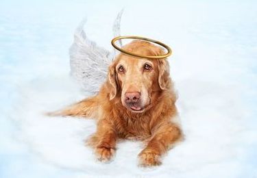 What Kinds Of People Believe Animals Go To Heaven?