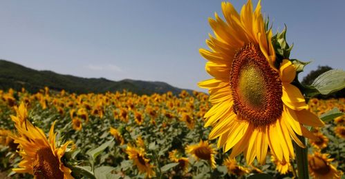 How Sunflowers Follow the Sun 