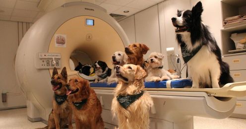 With Dogs, It’s What You Say — and How You Say It