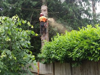 How Much Does It Really Cost to Trim or Remove Trees and Shrubs?