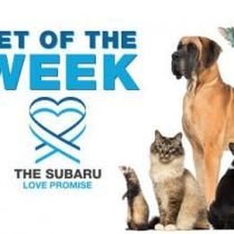 How Do You Like My Tuxedo?