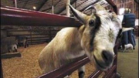 Did you hear …Don't let them ‘get your goat'