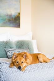 How to Incorporate Pet Supplies into Your Home