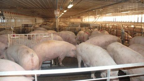 Group Sow Housing: Practical Considerations