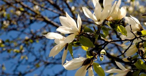 Know your zone. Now get to planting.