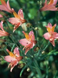 Perennials for Cut Flowers
