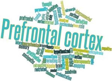 Your Daughter Has an Undeveloped Prefrontal Cortex