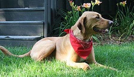 Dogs & Lawns: Pet Safety & Damage Protection