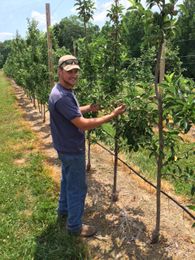 Local Apples Easier To Find