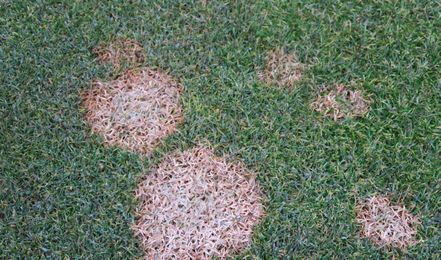 Top 5 Common Lawn Diseases To Watch For