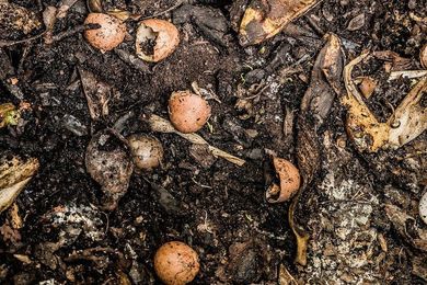 How do you beat hunger and food waste? Try compost