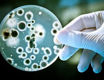 Sensor detects E. coli more quickly, in more environments