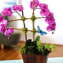 Turn a Plain Store-Bought Orchid into a Spectacular Arrangement