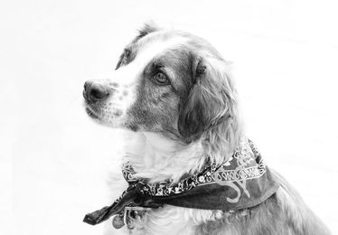 Bernard is a dedicated listener for kids who PAWS to R.E.A.D. 