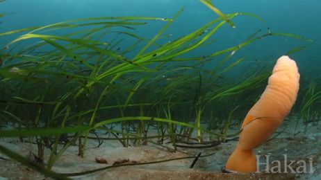 Seagrass: Life in the Underwater Meadows