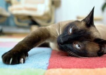 5 Common Cat Behavior Myths Debunked