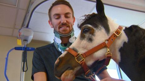 Tiny Horse Takes On Big Job