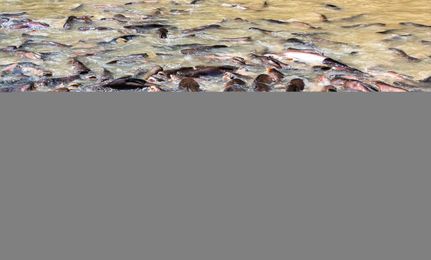 You’re Probably Eating Asian Catfish without Knowing It. Should You Be Worried?