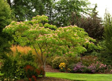 10 Trees That Spell Trouble for Your Yard