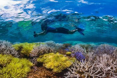 Explore This Coral Reef Before it Disappears