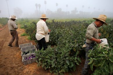 When labor laws left farm workers behind