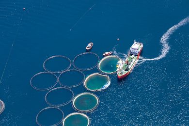 Can farmed fish feed the world sustainably?