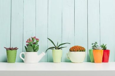 NASA Research Says These Are the Best Air-Purifying Plants